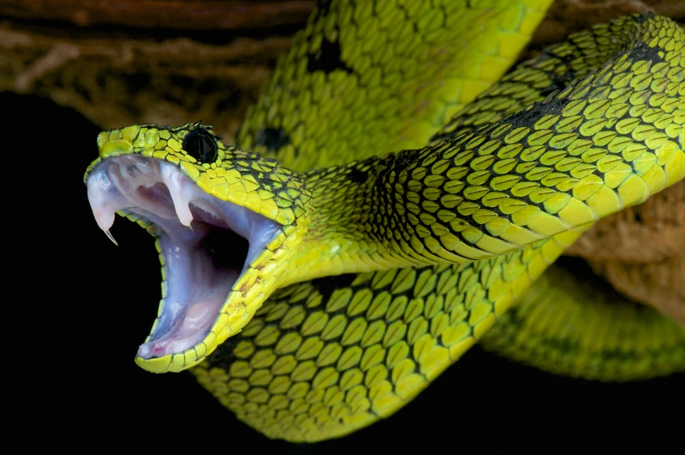 If this snake bit you, would you know that it was a great lakes bush viper? (Photo: Shutterstock)
