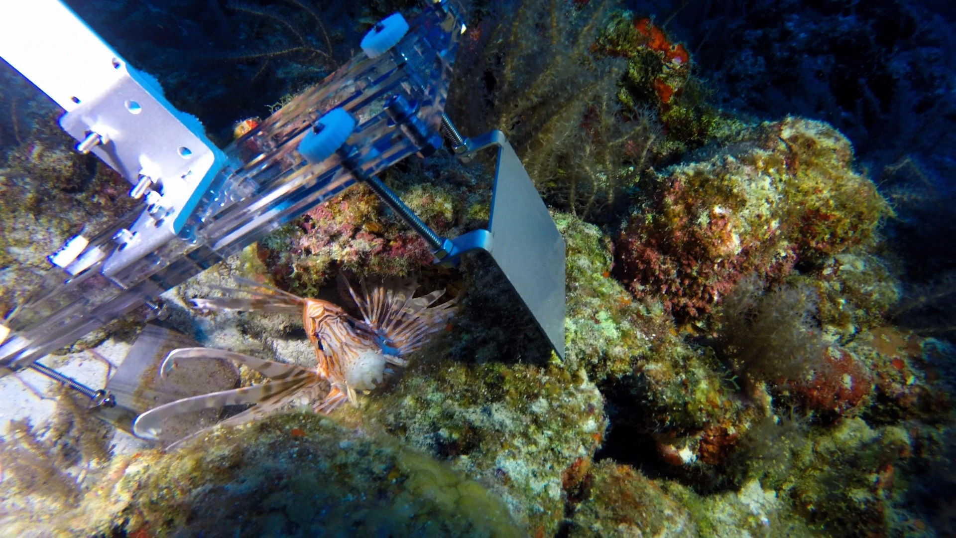 The lionfish doesn't normally avoid the stunner claw