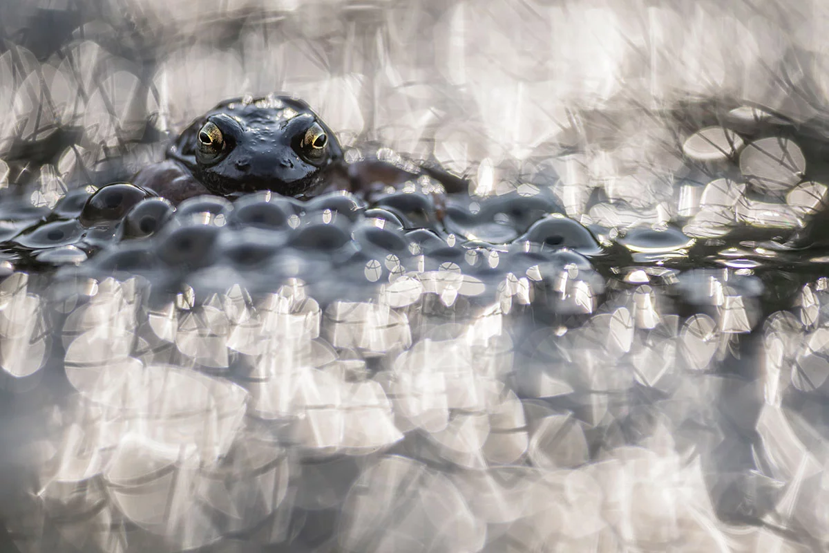 Highly Commended: Mother