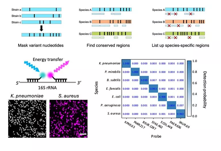Schematic representation illustrating how FISH works