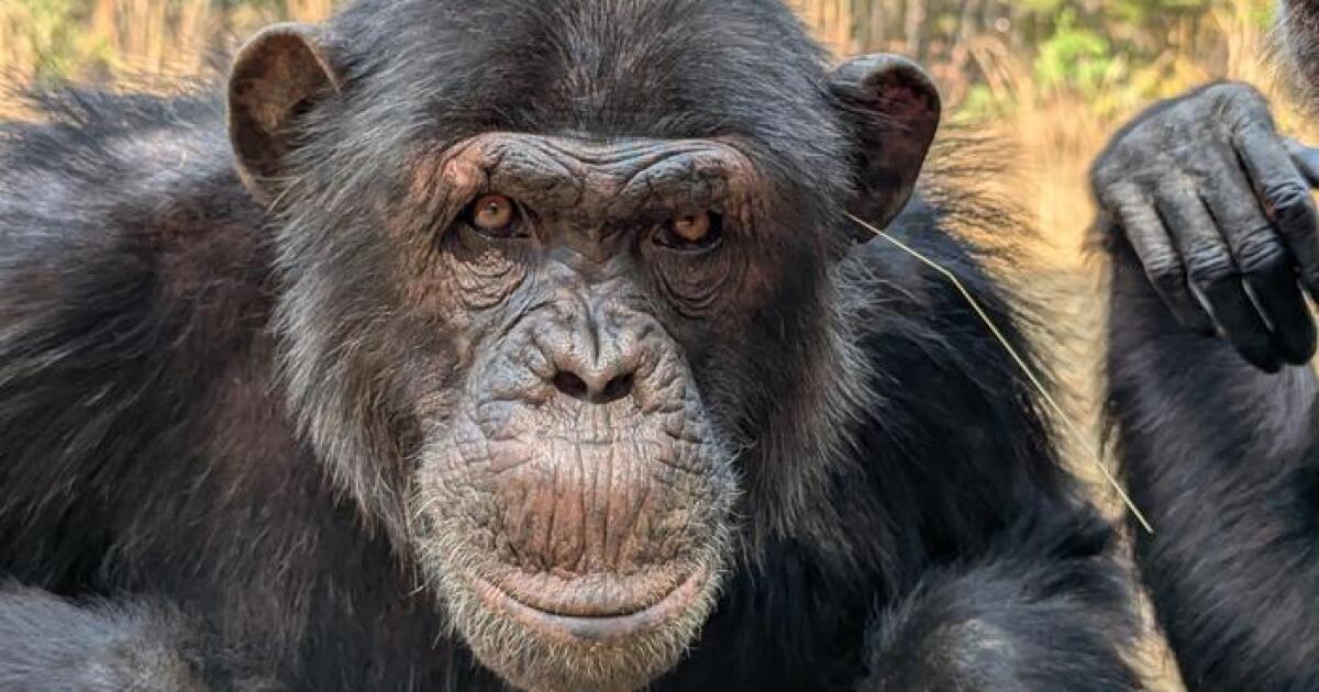 Wearing WHAT Where?! Chimps start the weirdest fashion trend
