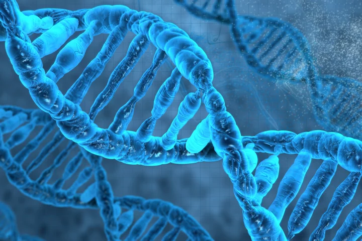 US researchers have engineered a bacterium whose genetic material includes DNA or bases not found in nature (Image: Shutterstock)
