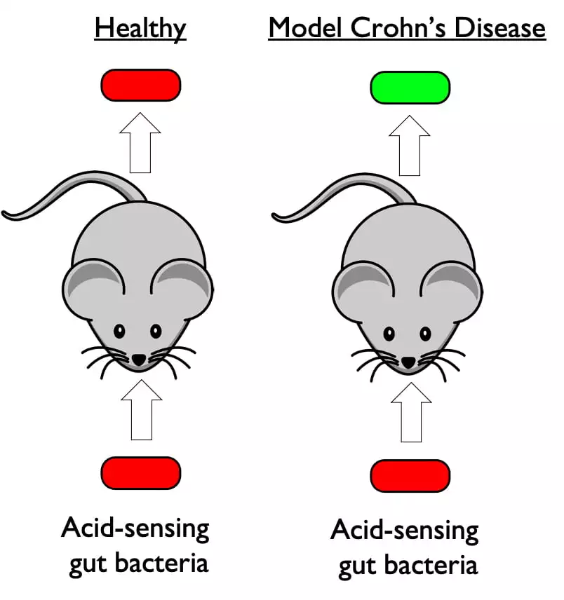 The idea would be the bacteria produce red fluorescent molecules when a patient's intestines are at normal acid levels but green molecules when pH levels drop