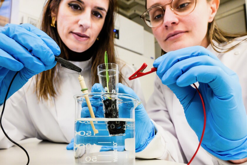 eSoil Boosts Plant Growth with Electrical Pulses to the Roots Hydroponic farms enable the cultivation of numerous crop plants in a limited space, but their superiority to traditional farms hinges on faster plant growth. This potential may soon be realized through the creation of electrically conductive "eSoil."