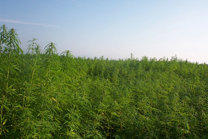Researchers at University of Connecticut have found that industrial hemp has properties that make it attractive as a raw material for biofuel production