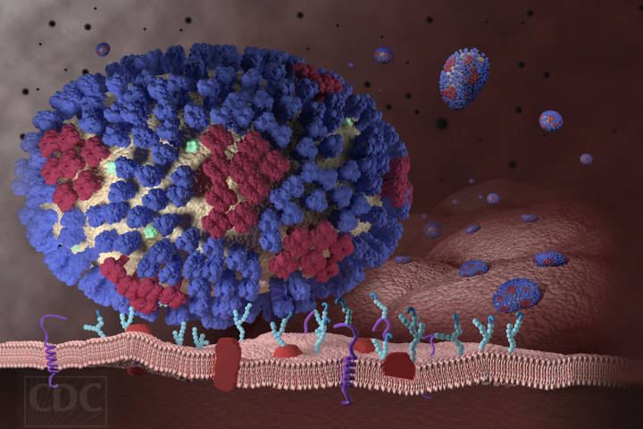 Understanding how the flu virus disrupts cellular function once it attaches could be a key way to combating the infections it causes