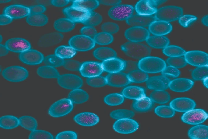 These synthetic microorganisms are made up of yeast cells (blue) with bacteria (pink) inside them, which rely on each other to survive