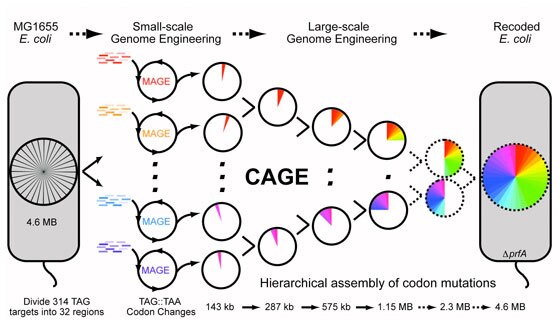 Hierarchical conjugative assembly genome engineering (CAGE) was used to assemble codon changes into higher ordered strains of E. coli (Image: F.J. Isaacs et. al.)