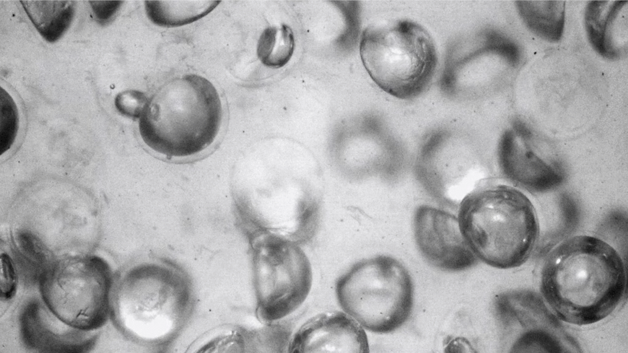 This image shows the suspended spheres changing shape, which give the metafluid its programmability