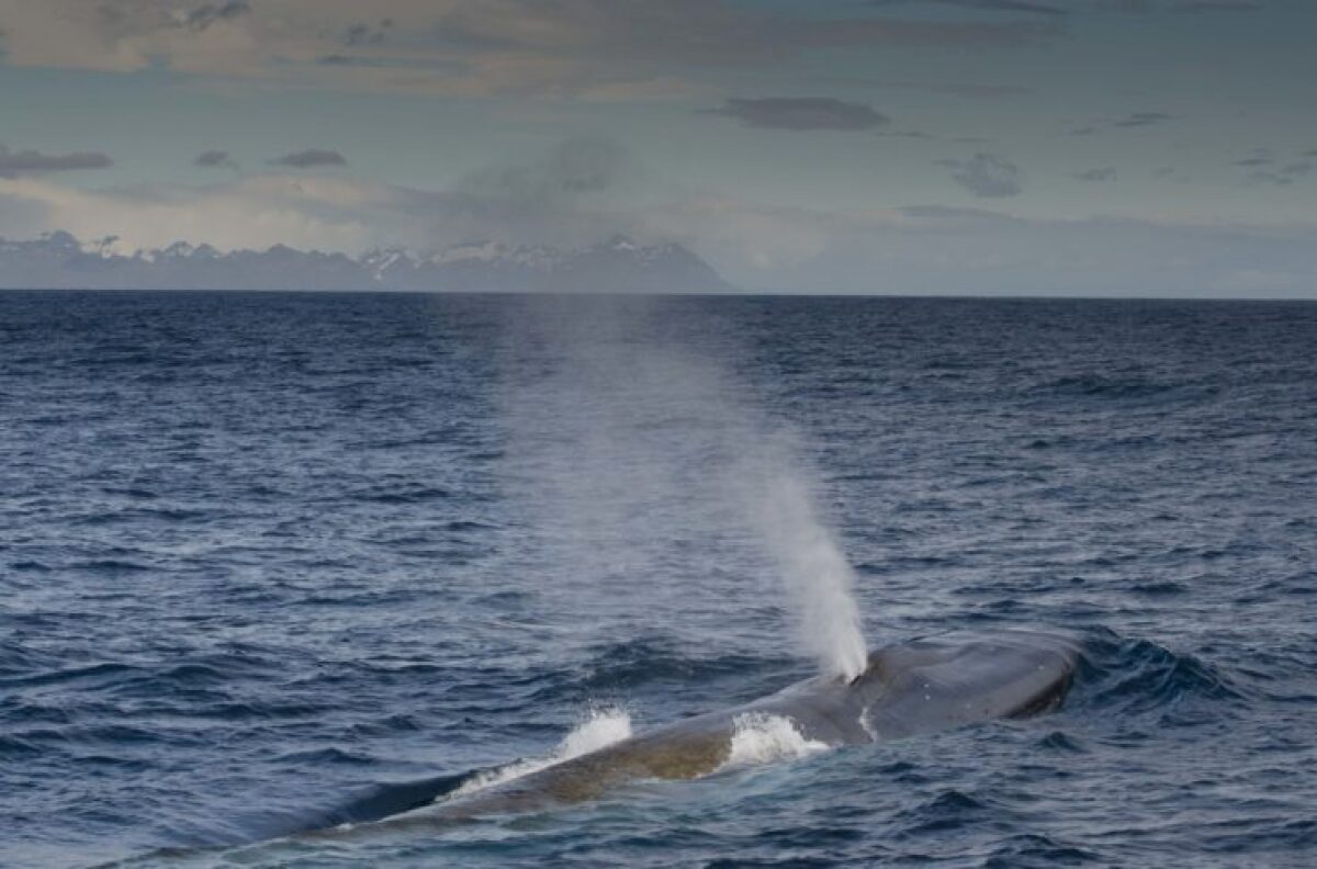 The team sighted 55 blue whales during the 2019/20 research expedition to South Georgia