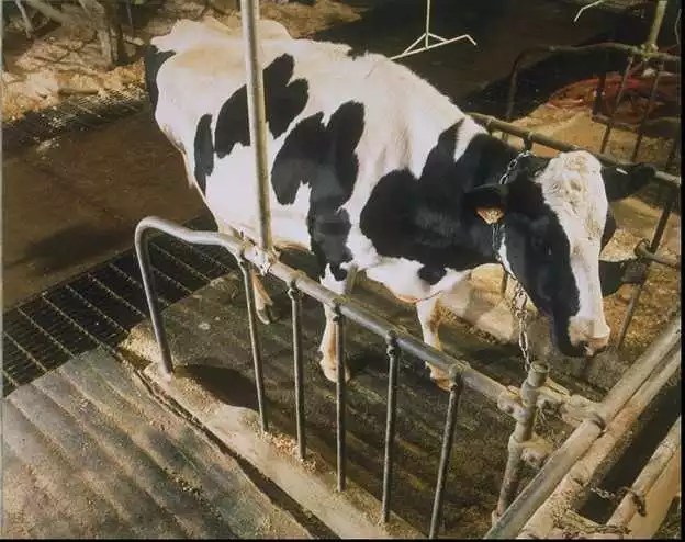A Cozy Cow mattress being used by a satisfied customer