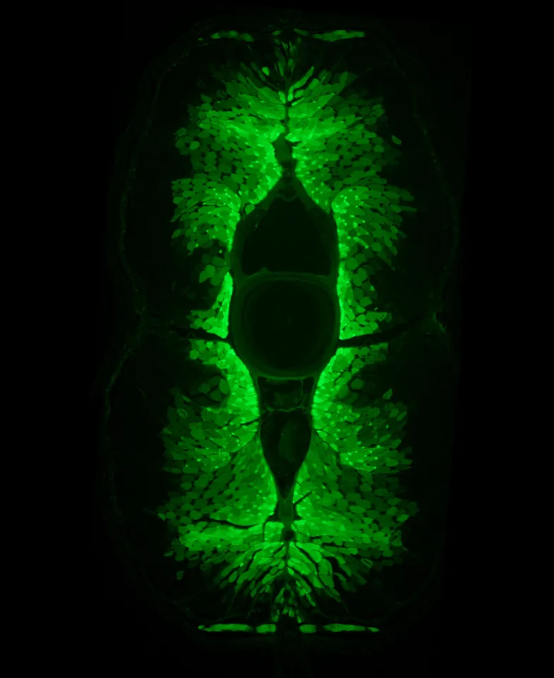 A fluorescence image of a transverse section of a preserved Anguilla japonica