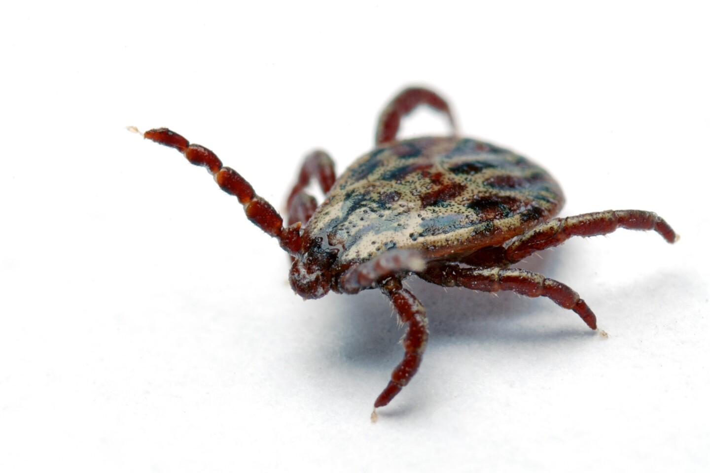 Nanotech Could Rid Cattle Of Ticks With Less Collateral Damage