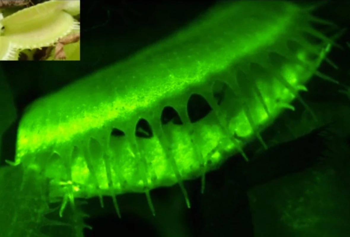 The Venus fly traps were genetically altered to glow