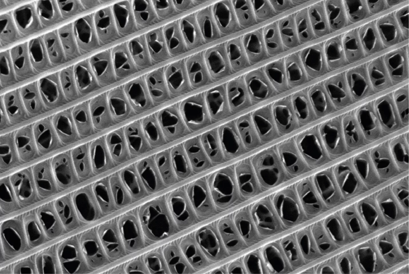 A microscope image shows the sound-absorbing structure of one of the wing scales