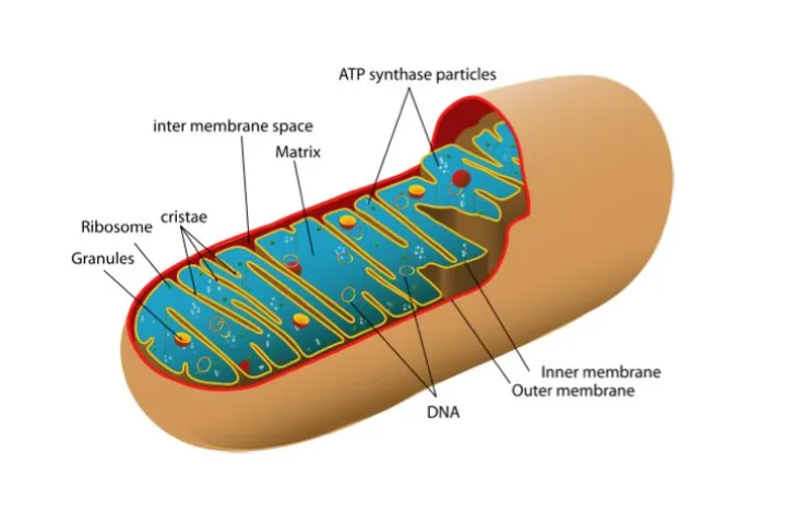 Diagram of a mitochondrion, like those used in the mitochondria biofuel cell