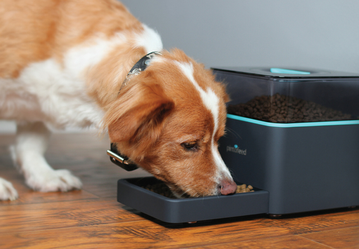 Pintofeed Lets You Remotely Feed Your Pet Using Your Smartphone
