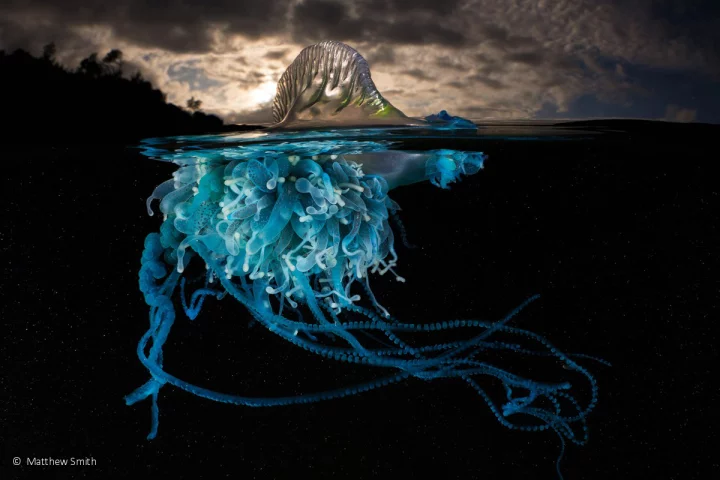 Animal portrait runner-up: Luminous, Bluebottle (Physalia utriculus), by Matty Smith – an eerie image of a bluebottle, also known as a man o’war