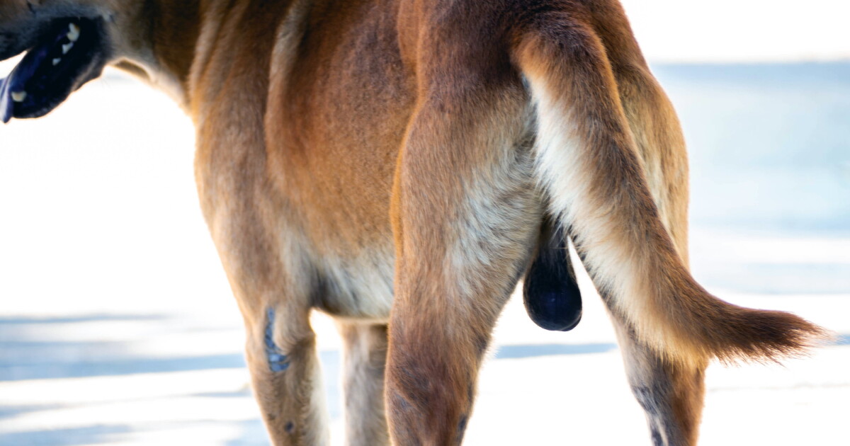 Dog testes offer clues to healthy aging and ‘frailty resilience’ in men
