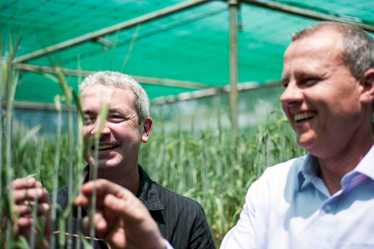 The Kebari barley has been used to produce the world's first gluten-free barley-based beer