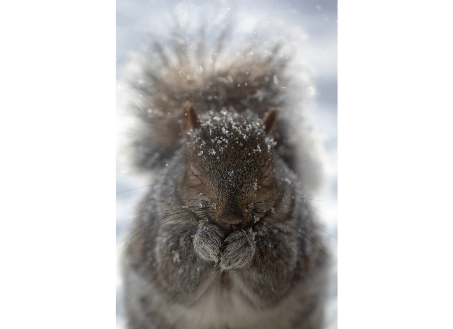 A judge's pick, Frozen, a squirrel in Canada