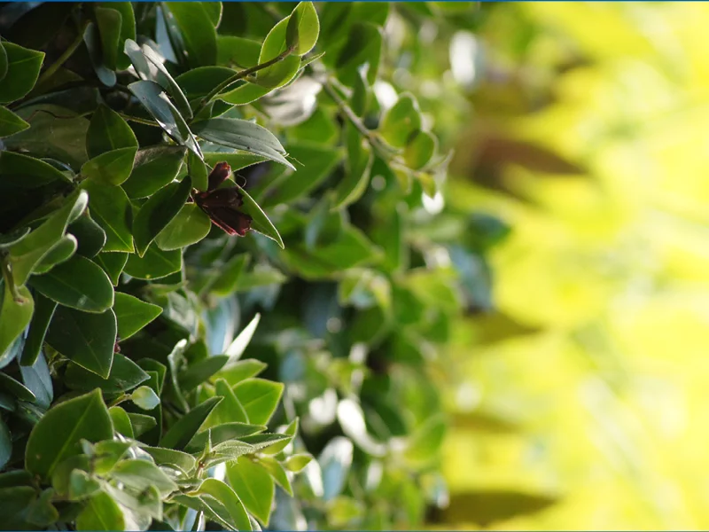 9 out of 10 plant species chosen by designer Mike Weinmaster are identified by NASA to substantially improve indoor air quality