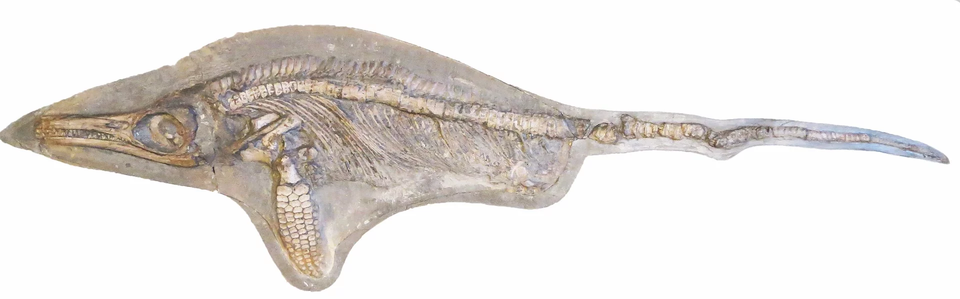 A skeleton of the newly-identified species, Protoichthyosaurus applebyi, named in honor of the genus' discoverer, Robert Appleby