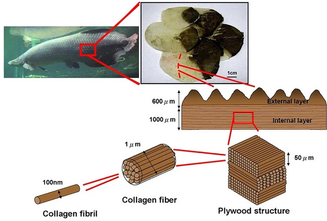 Arapaima gigas scales have a highly mineralized outside layer, and an internal layer of collagen fibers stacked in a "plywood" formation for maximum toughness
