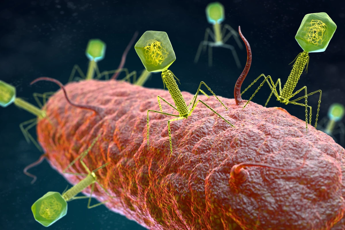 Most of the new viruses discovered in a new study are bacteriophages, a type of virus that attacks and destroys bacteria