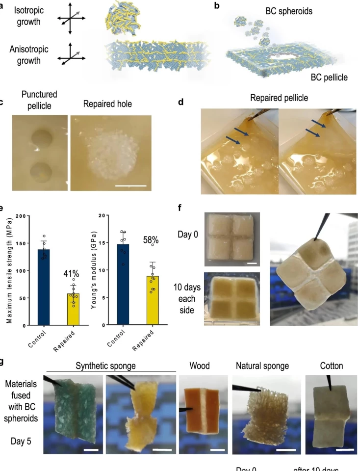 Diagrams depict the effectiveness of a new self-repairing, bacteria-based building block
