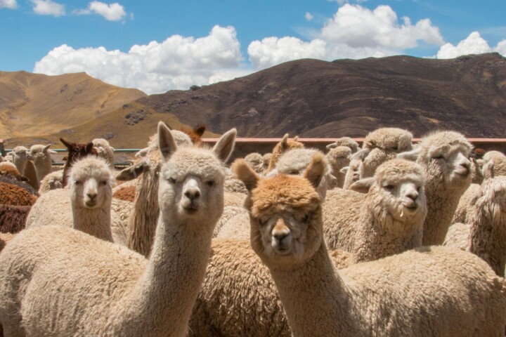 Stanford's
                                    Alpaca AI performs similarly to
                                    ChatGPT – but it's less safe, and
                                    you can build one yourself for less
                                    than US$100