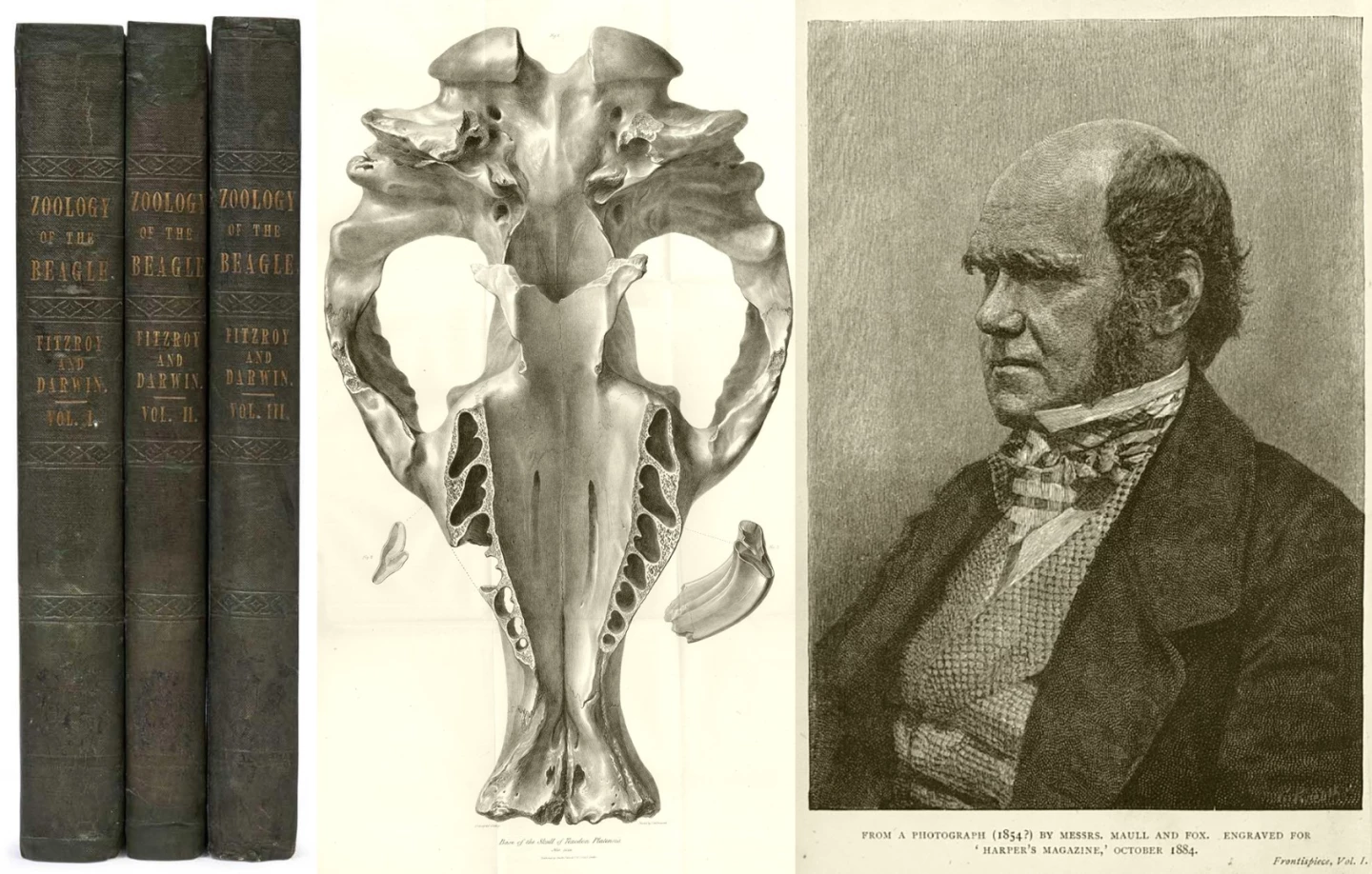 The Zoology of the Voyage of H.M.S. Beagle Under the Command of Captain Fitzroy, R.N. encompasses the complete published series of zoological studies of specimens collected on the second voyage of the Beagle (December 27, 1831 to October 2, 1836). The five books were edited by Charles Darwin with each authored by a different expert on the field contained therein: Fossil Mammalia by Richard Owen, Mammalia by George R. Waterhouse, Birds by John Gould, Fish by Leonard Jenyns, and Reptiles (1842 – 1843), by Thomas Bell. This complete First Edition sold for $155,165 (AUD $198,400) at Mossgreen on October 22, 2017