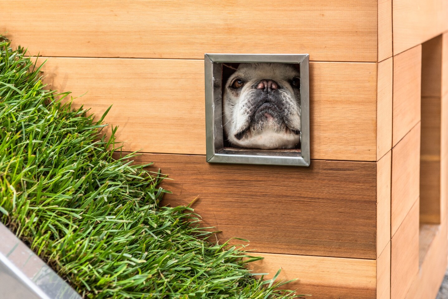 Doggy Dreamhouse even has an iPad mount on the wall to ensure the most pampered of pooches are kept entertained
