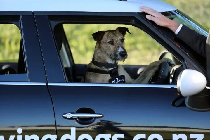 Porter, world's first driving dog