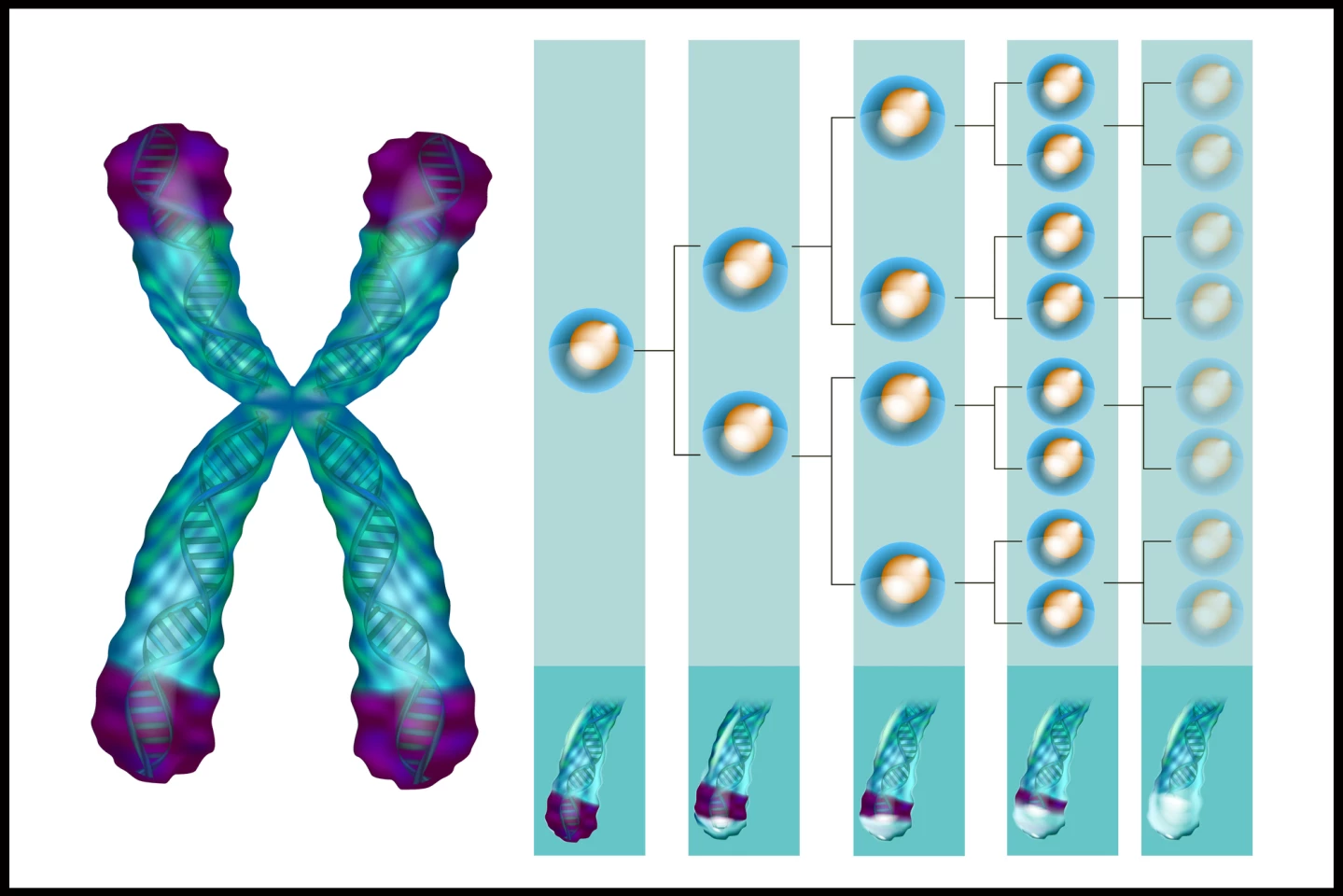 An illustration showing how telomeres shorten with each cell division