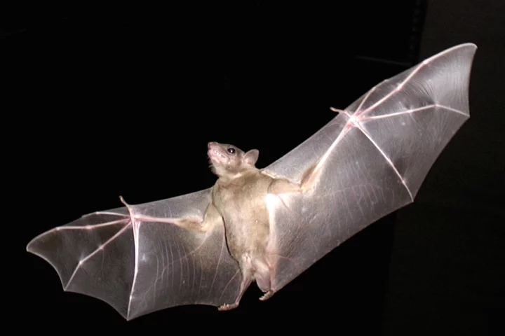 Like bats wings, the new MAV wings stiffen and relax for maximum aerodynamic efficiency