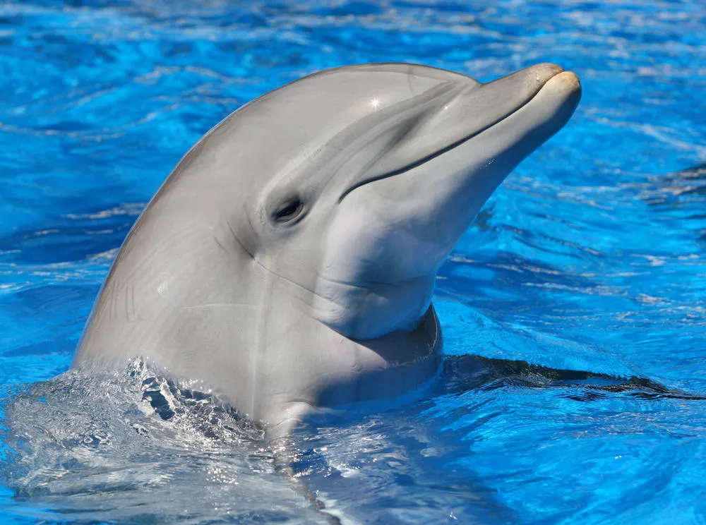 Scientists have created an underwater speaker for use in studying dolphin communication (Photo: Shutterstock)