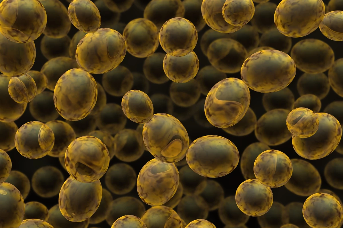 Researchers have modified standard baking yeast to sense signs of gut inflammation and respond by secreting anti-inflammatory particles