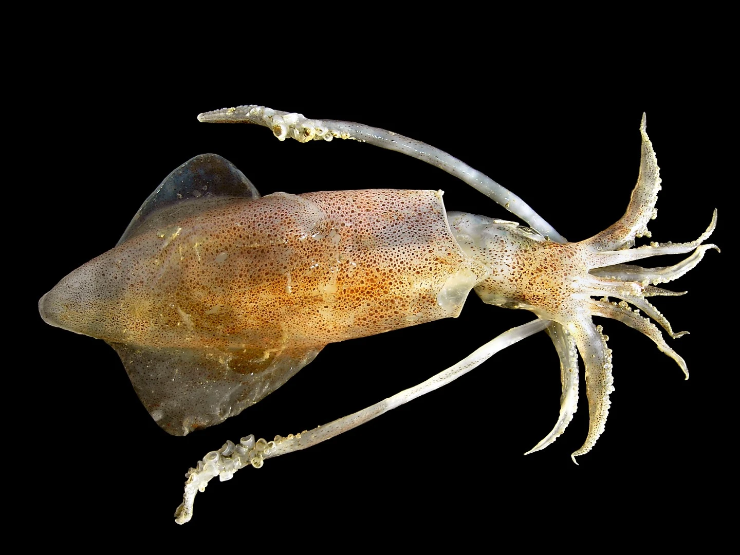 The color-changing mechanism used by squid and other cephalopods could help develop more effective camouflage