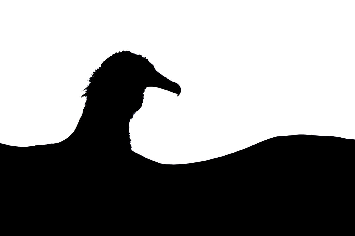 15–17 Years: Gold Award and Young Bird Photographer of the Year 2025 Black Vulture (Coragyps atratus) by Tomasz Michalski (Poland)