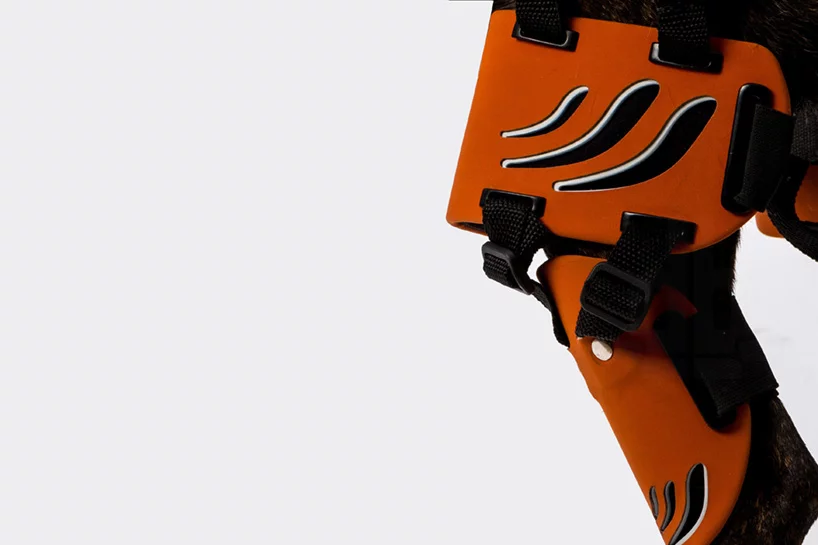 The Hipster rehabilitation brace provides support and important rear leg exercise for dogs with hip dysplasia