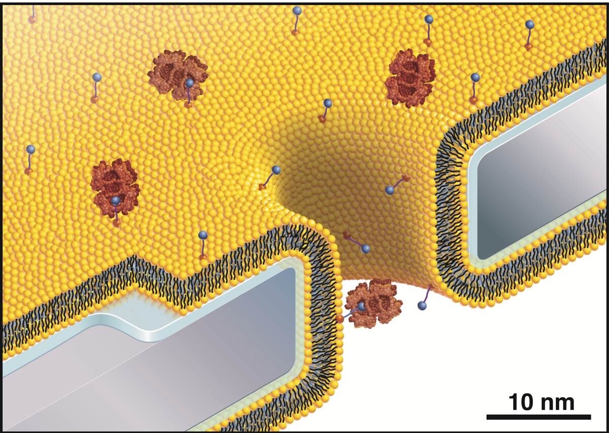Molecules are drawn through the nanopore, via the fluid lipid bilayer (Image: University of Michigan)