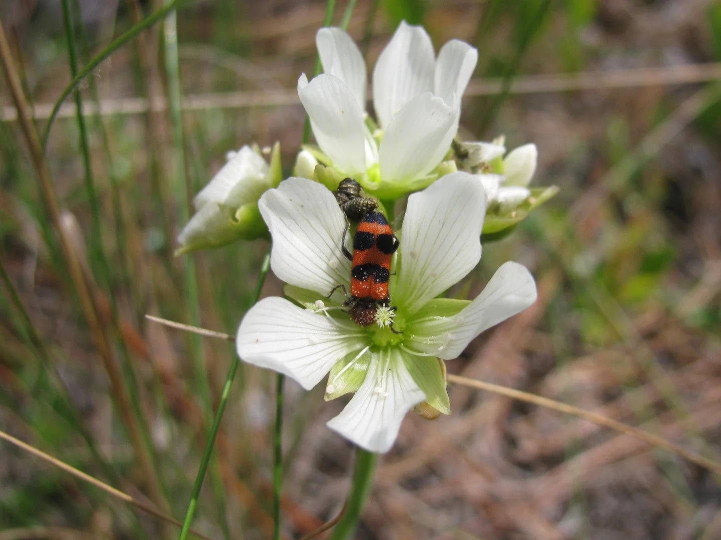 Insects that pollinate the Venus flytrap – like the checkered beetle – don't tend to end up as lunch