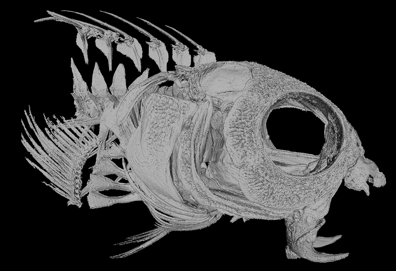 Close up of the skull of the Meiacanthus nigrolineatus, a member of the venomous fang blenny brigade