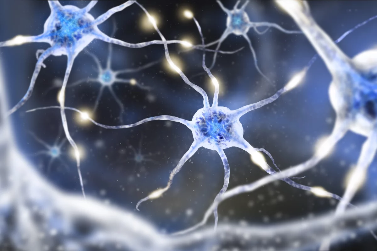 New research has found evidence that individual neurons can rapidly switch between two signals at once