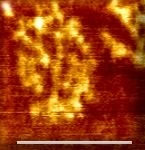 DNA nanobarcodesresearch