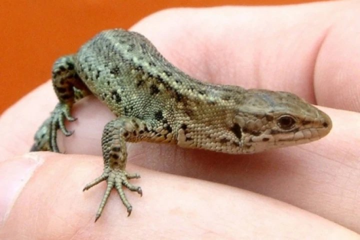 Tunnel design helps the Common Lizard