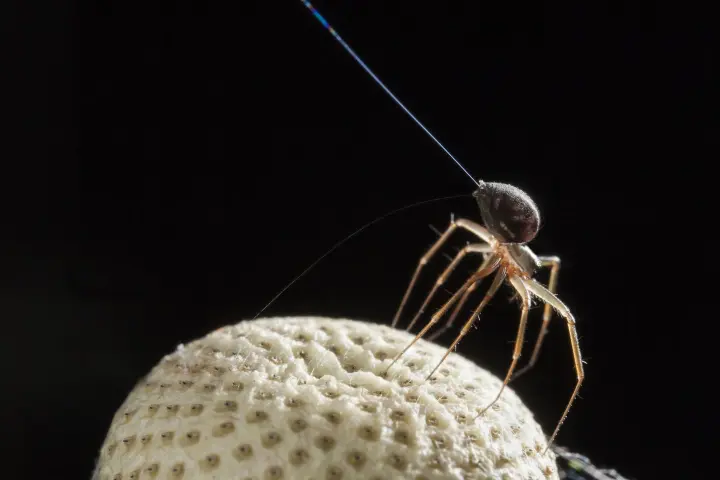 Researchers at the University of Bristol have found that spiders get airborne thanks to electric fields
