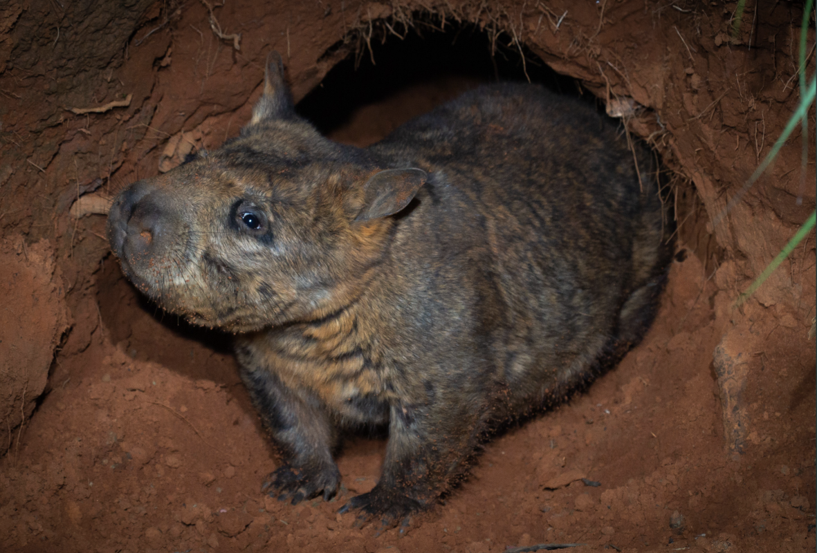 Spying on rare wombats reveals their elaborate 'underworld'