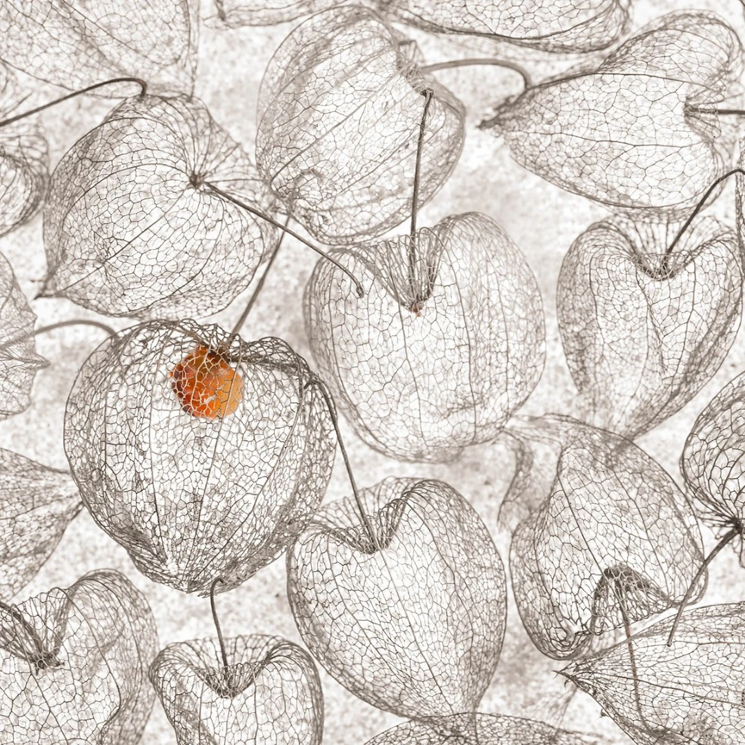 Commended, Red Dot. Bierbeek, Belgium. "A group of skeleton Physalis, only one of them had a fruit remaining. As they are almost monochrome, it looked to me like a pencil drawing, with the extra accent of the red fruit. The photo was taken on a lightpad with some white sand."